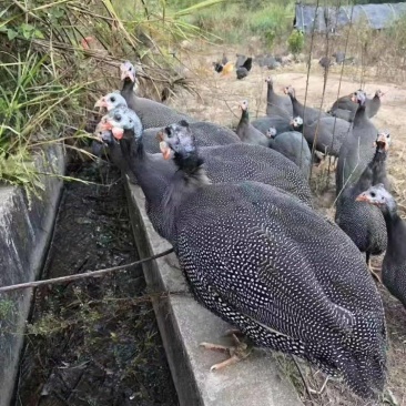 珍珠鸡