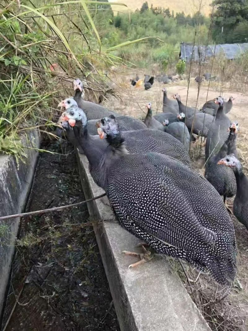 珍珠鸡