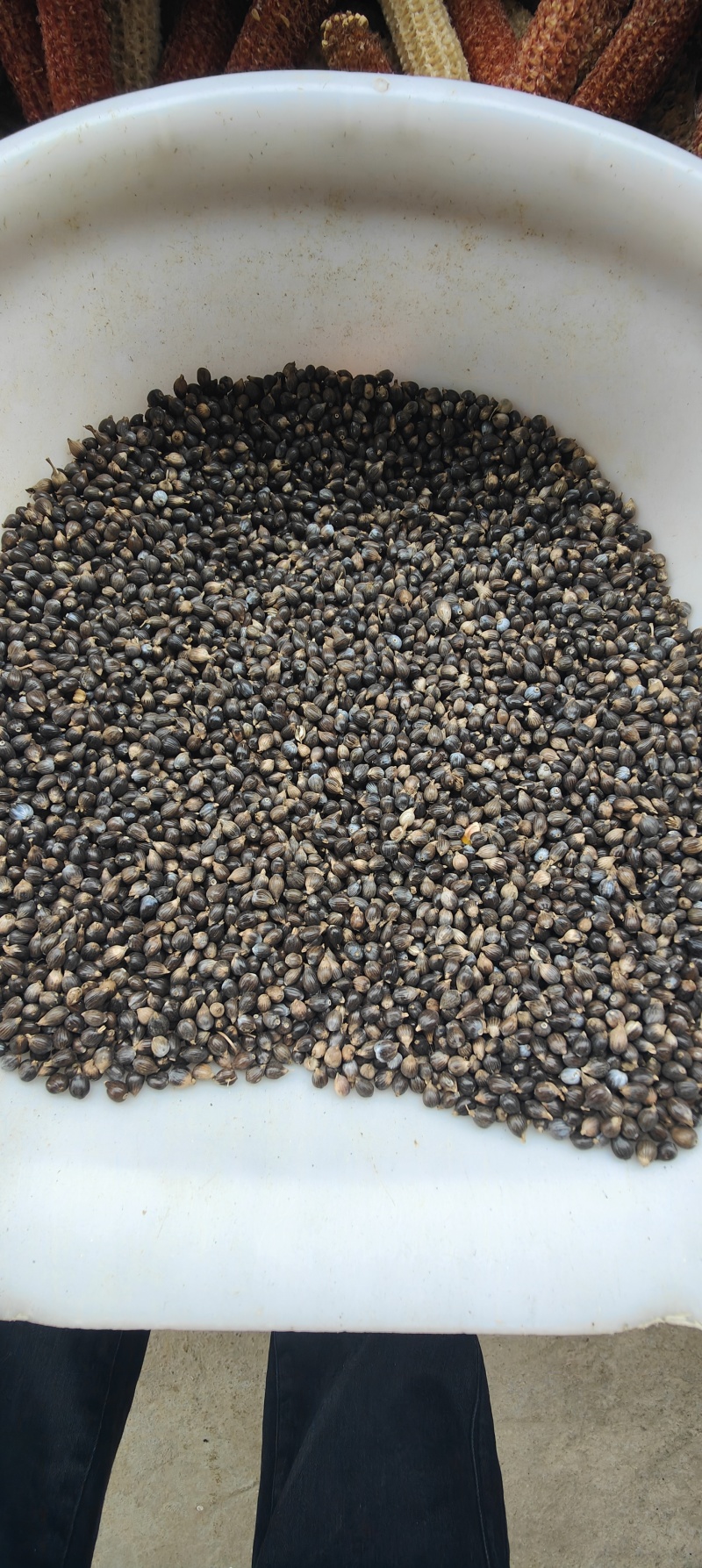 薏米谷物