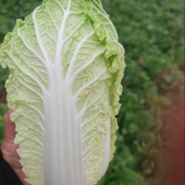 黄心白菜黄心大娃娃菜质量保证价格透明