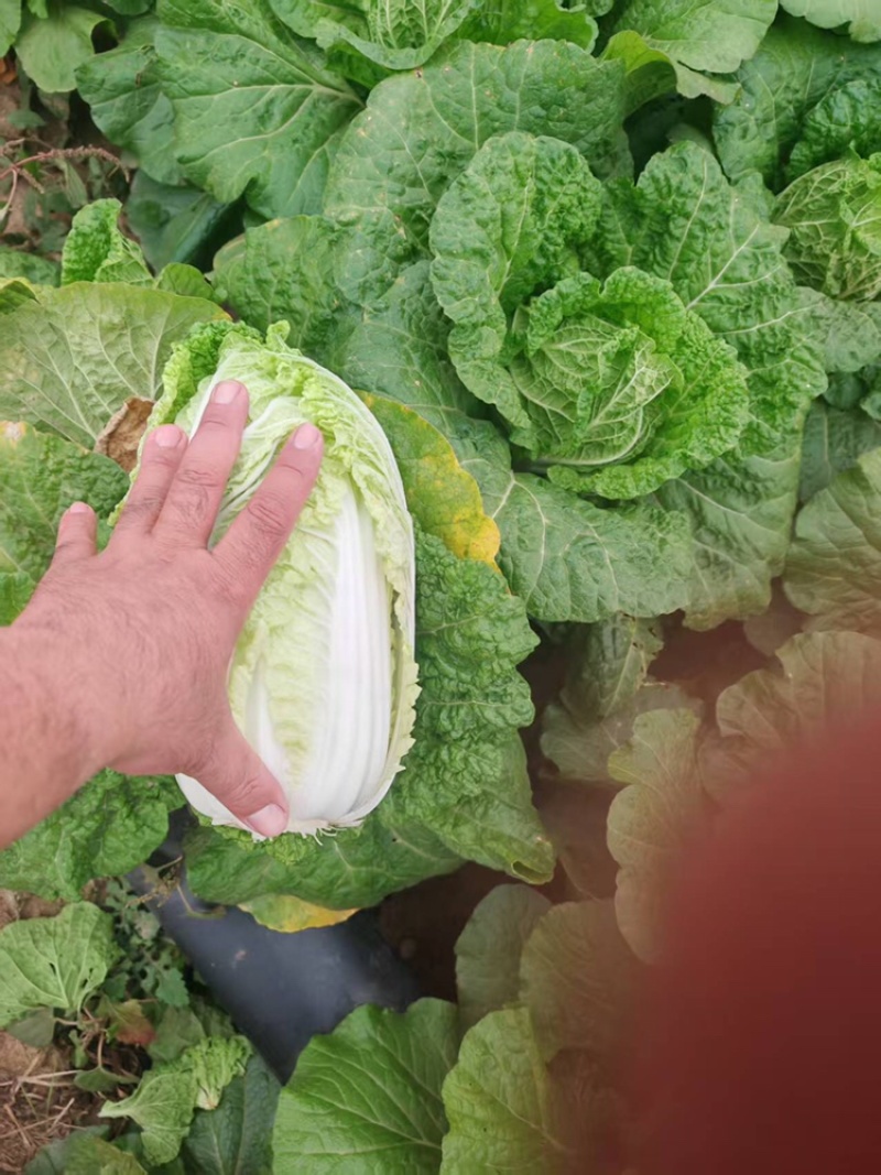 黄心白菜黄心大娃娃菜质量保证价格透明