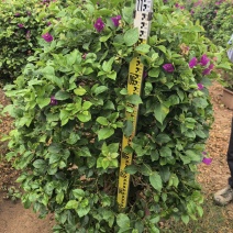 三角梅绿化苗木自家基地自产自销量大价格实惠