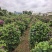 三角梅绿化苗木自家基地自产自销量大价格实惠