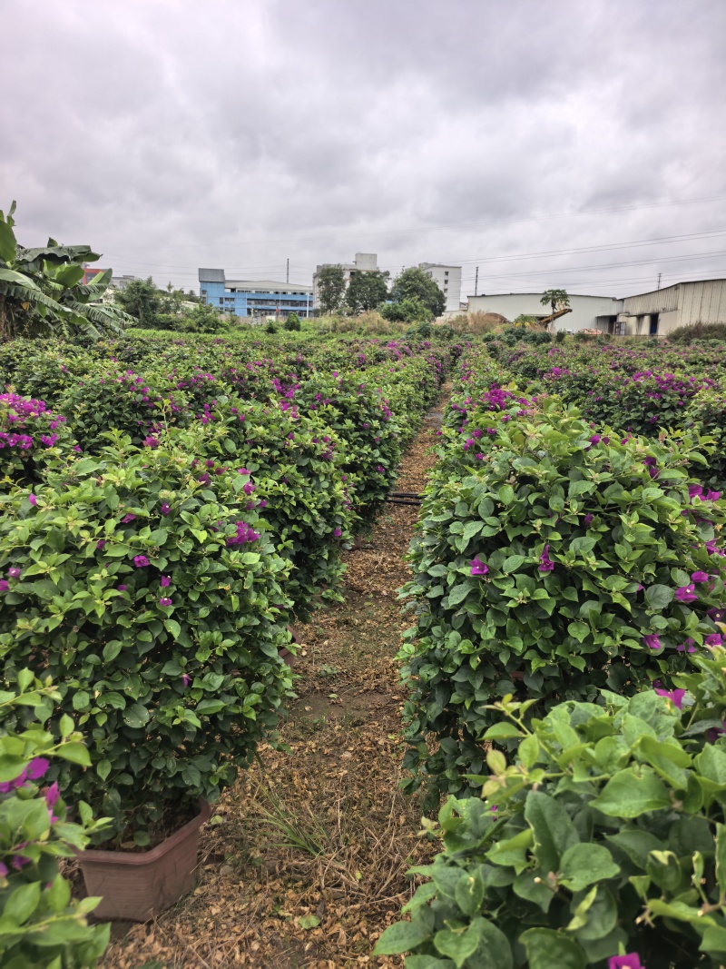 三角梅绿化苗木自家基地自产自销量大价格实惠