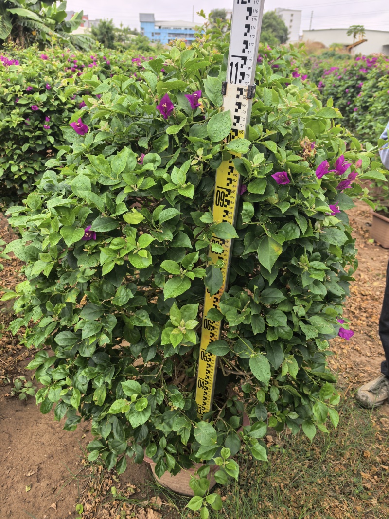 三角梅绿化苗木自家基地自产自销量大价格实惠