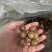 夏威夷果各种规格电商货支持代发