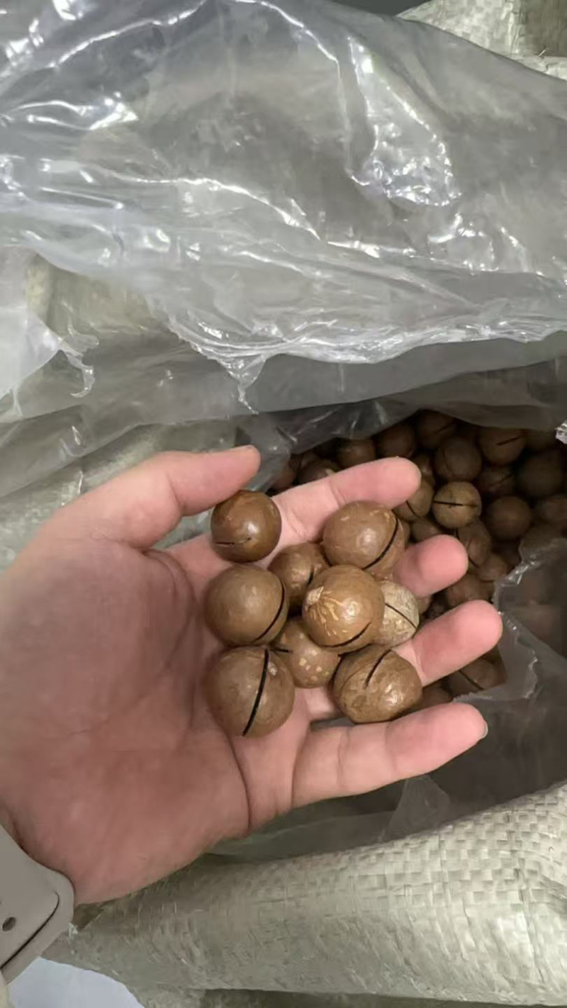 夏威夷果各种规格电商货支持代发