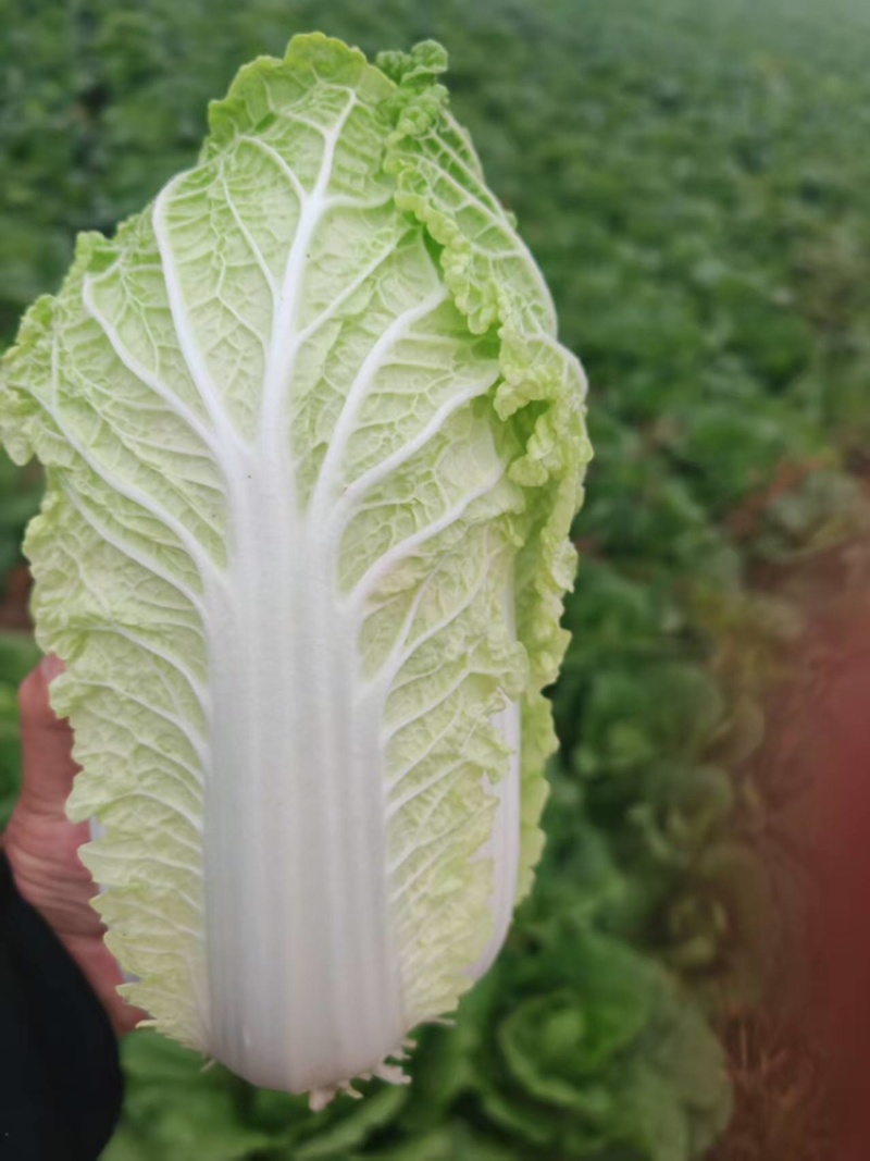 优选品质黄心白菜对接全国价格合理电话咨询