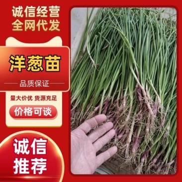 2025年新洋葱苗上市了红皮洋葱苗栽苗子欢迎来电
