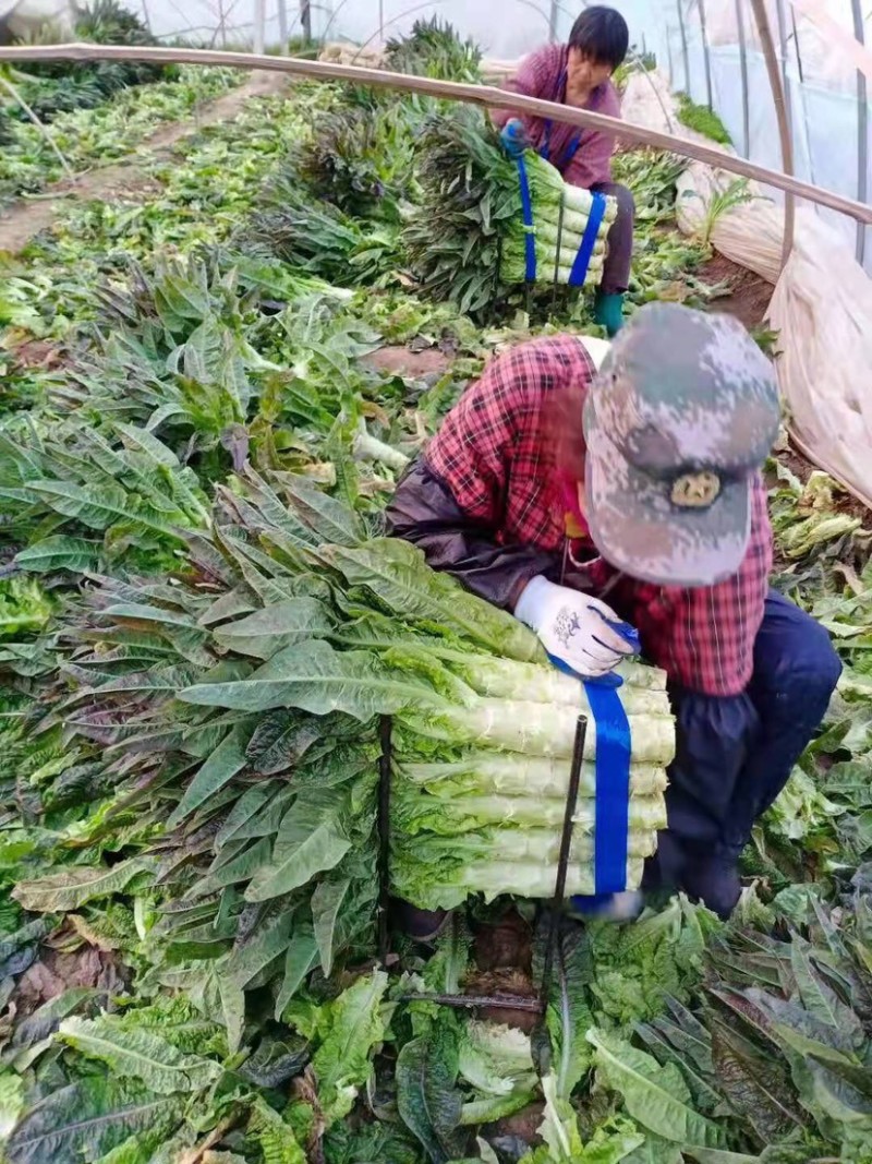 莴苣安徽红叶莴苣三青莴苣无花无虫眼不空心代收代发
