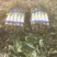 莴苣安徽红叶莴苣三青莴苣无花无虫眼不空心代收代发