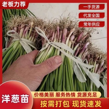 红皮洋葱苗二红半高桩高产洋葱苗耐储存洋葱秧苗苗子山东产地