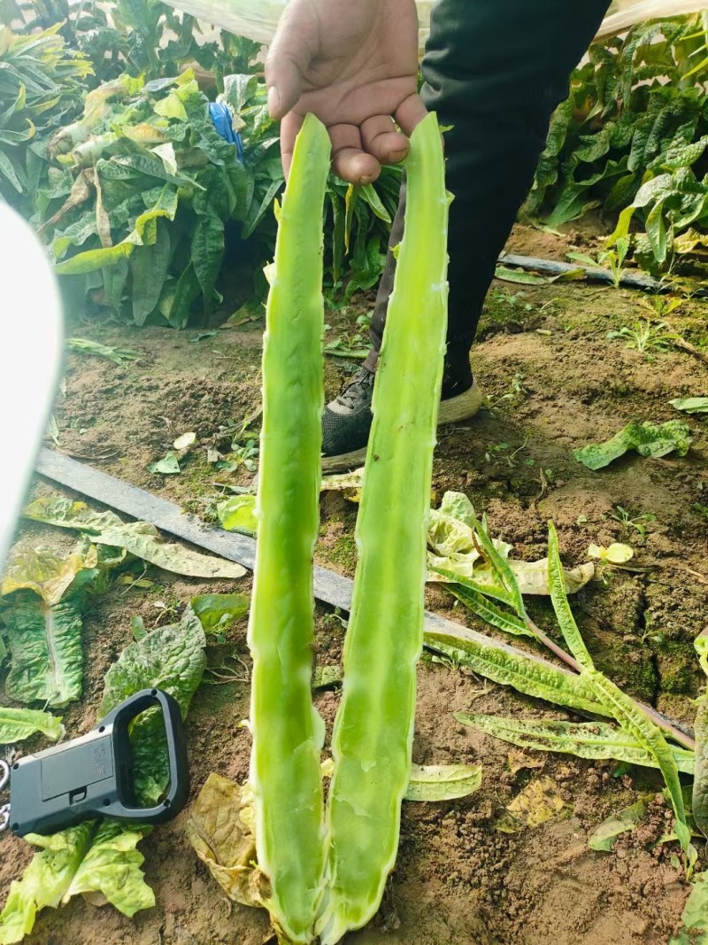 莴笋杆子红叶莴苣杆子安徽三青皮莴苣加工厂市场直发