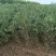 酸枣苗药用酸枣苗酸枣苗基地酸枣苗产地直销