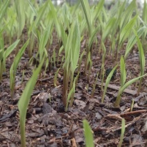 贵州毕节杜娟一号毛慈菇苗自有基地直供支持视频看货