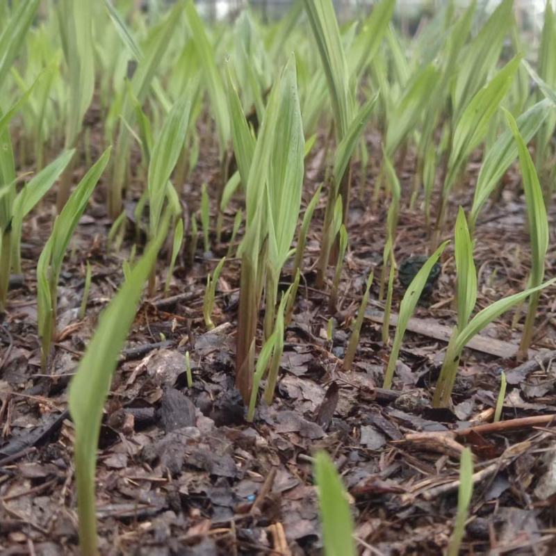 贵州毕节杜娟一号毛慈菇苗自有基地直供支持视频看货