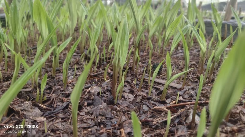 贵州毕节杜娟一号毛慈菇苗自有基地直供支持视频看货