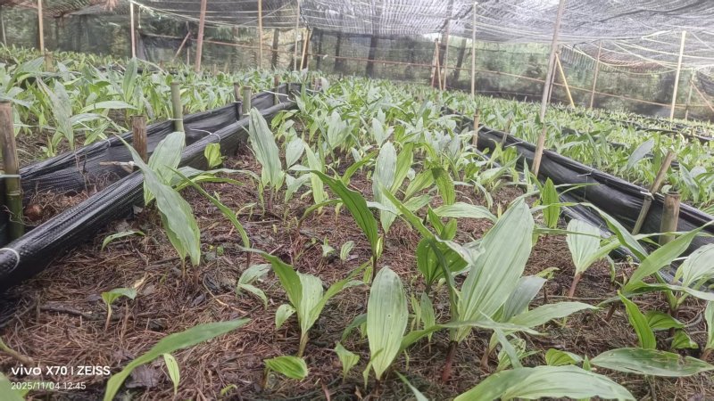 贵州毕节杜娟一号毛慈菇苗自有基地直供支持视频看货