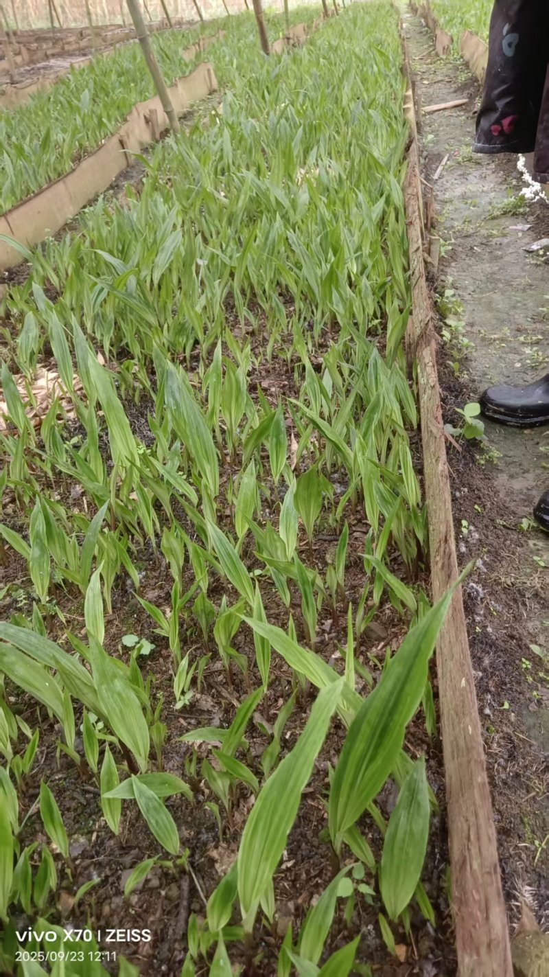 贵州毕节杜娟一号毛慈菇苗自有基地直供支持视频看货