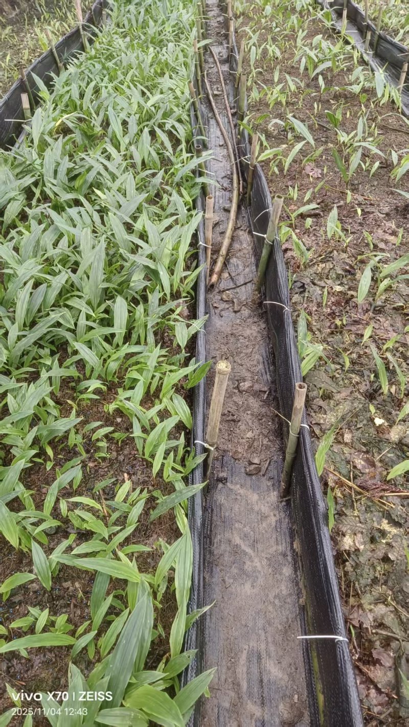 贵州毕节杜娟一号毛慈菇苗自有基地直供支持视频看货