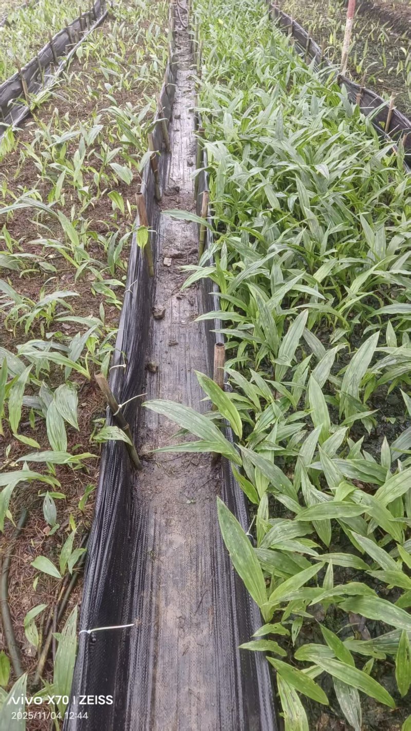 贵州毕节杜娟一号毛慈菇苗自有基地直供支持视频看货