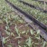 贵州毕节杜娟一号毛慈菇苗自有基地直供支持视频看货