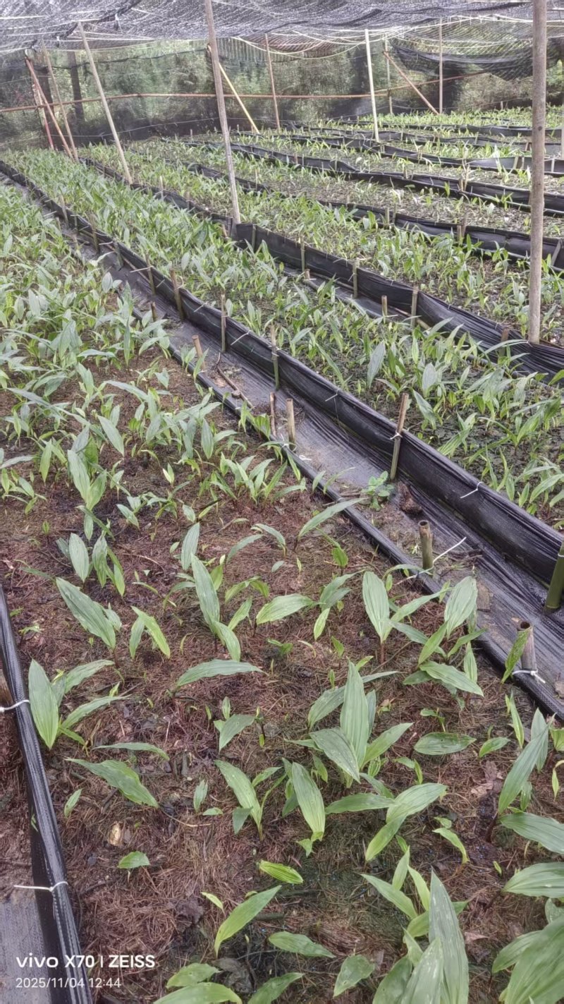 贵州毕节杜娟一号毛慈菇苗自有基地直供支持视频看货