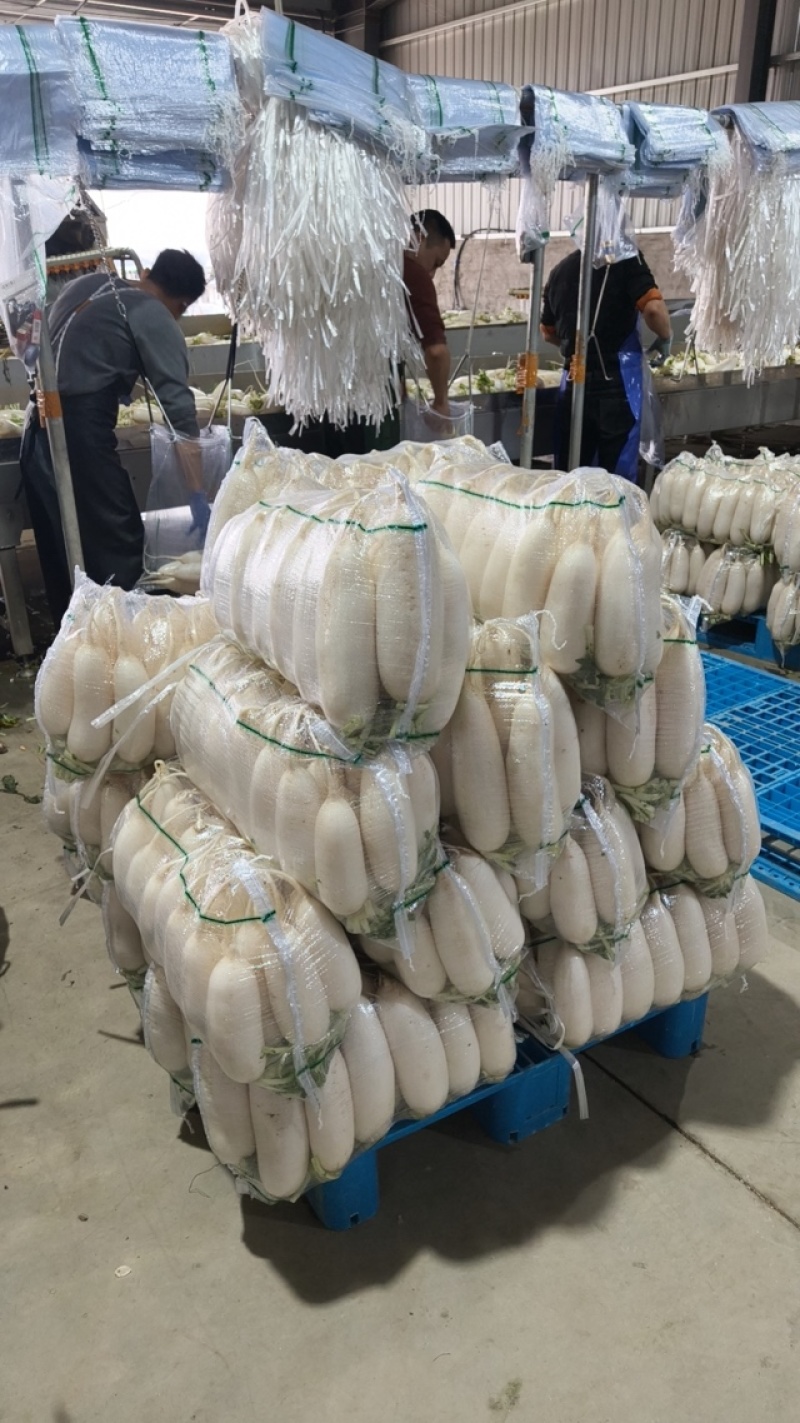 白萝卜甜脆白萝卜可炒可炖可生吃全国发货质量保证