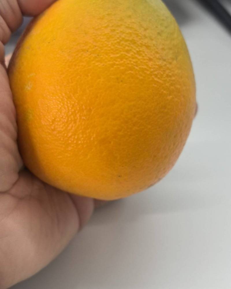 纽荷尔脐橙