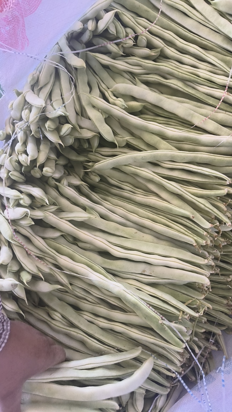 云南油豆角大量上市.整车发货.一件代发电商货货源充足