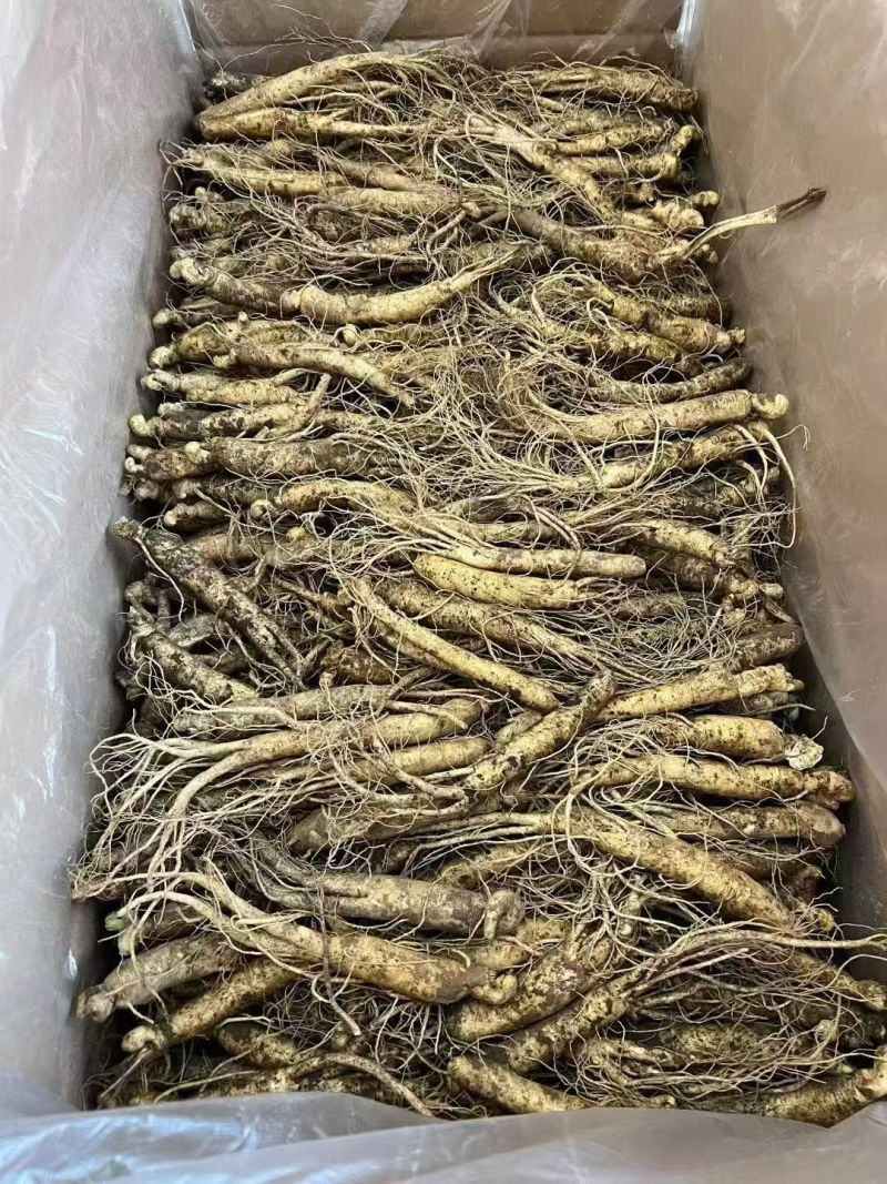 新鲜人参产地直销质量保证产地供应诚信经营欢迎咨询