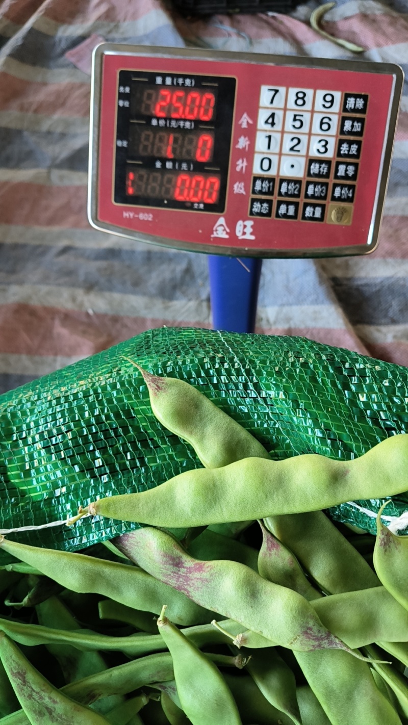 云南油豆角大量上市.整车发货.一件代发电商货货源充足