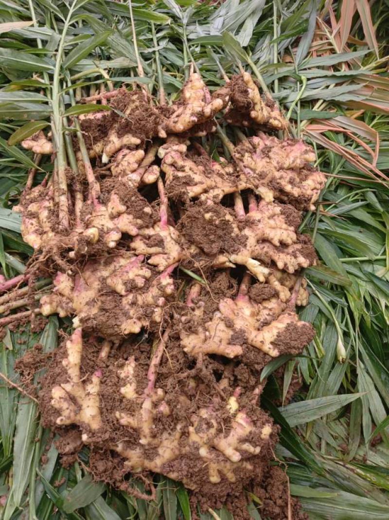 统一回复发货地云南自产自销