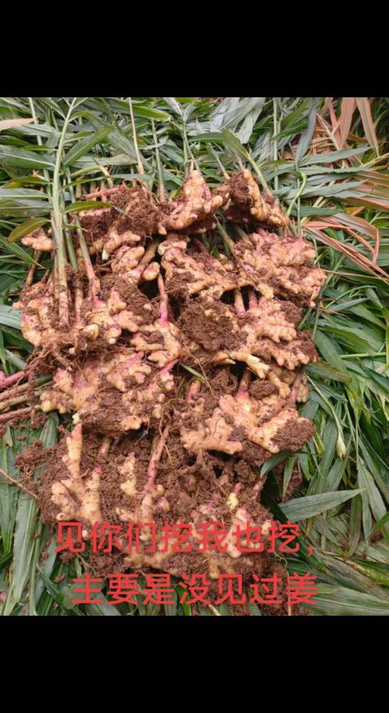 统一回复发货地云南自产自销