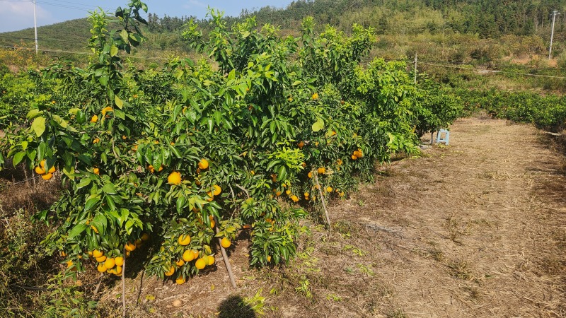 湖南发货可以吸的水果爱媛38甜度13进店联系