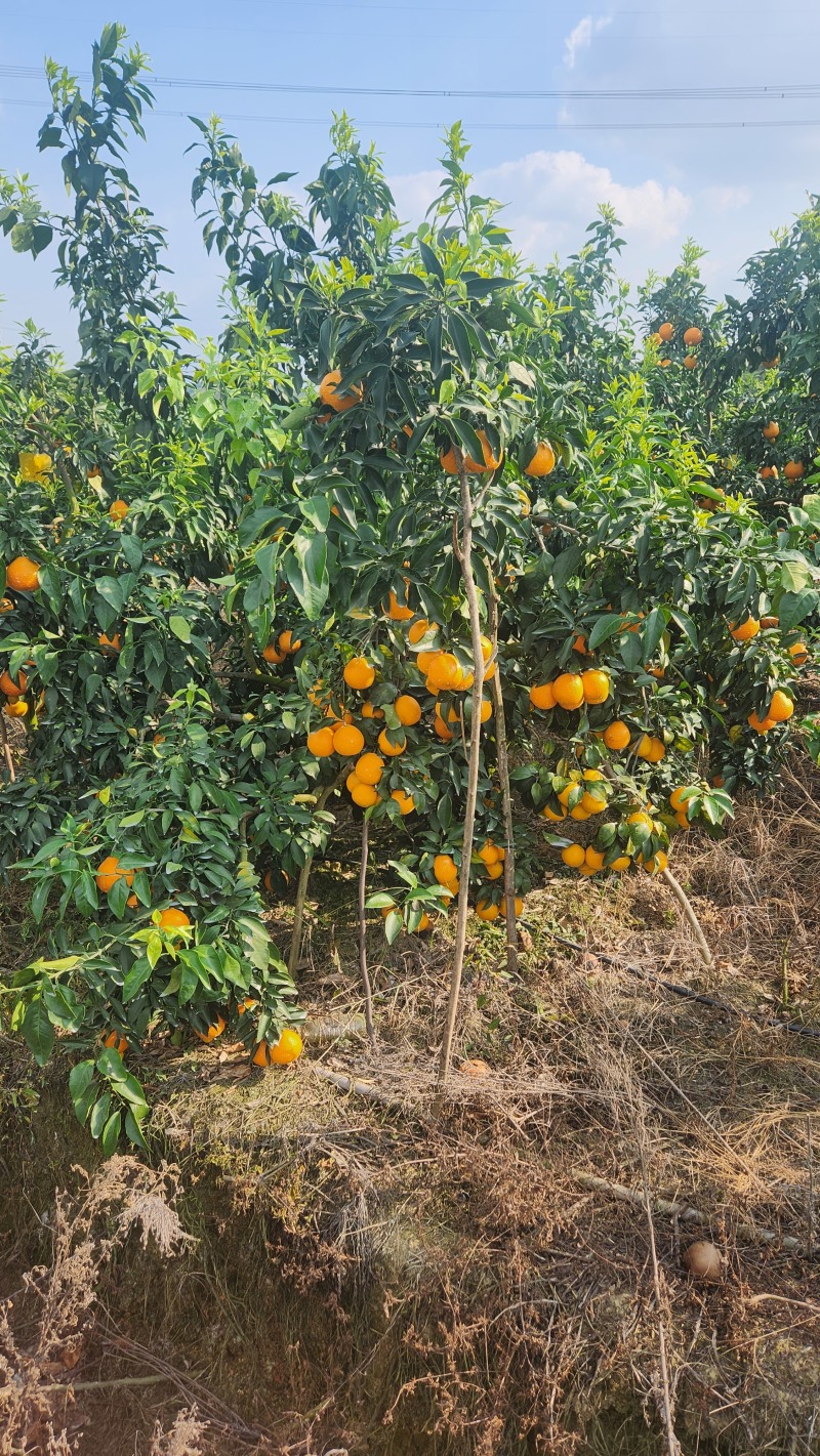 湖南发货可以吸的水果爱媛38甜度13进店联系