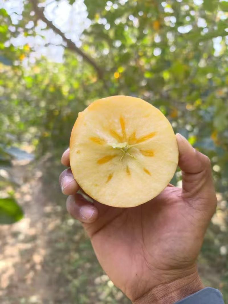 现摘现发新疆阿克苏苹果连箱10斤