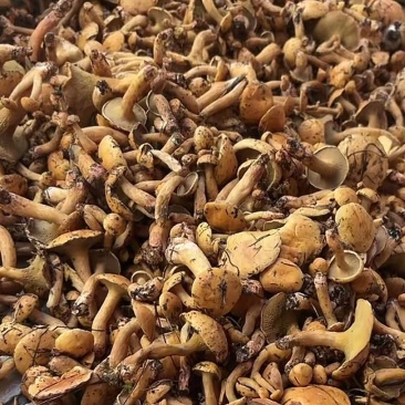 红乳牛肝菌