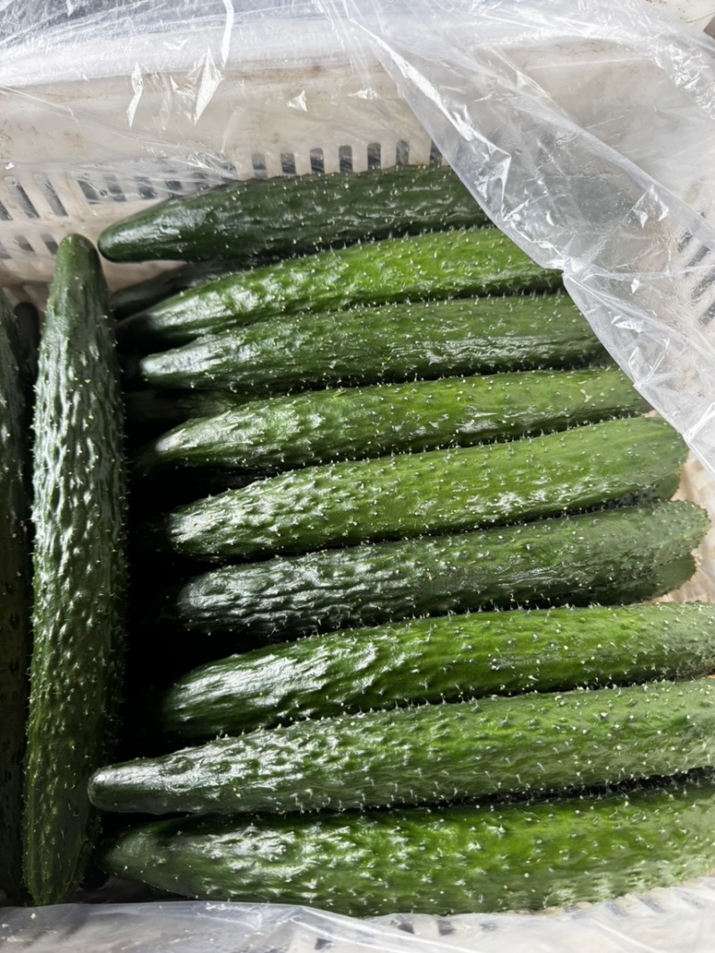 精品带刺黄瓜，量大需要的可以了解，便宜