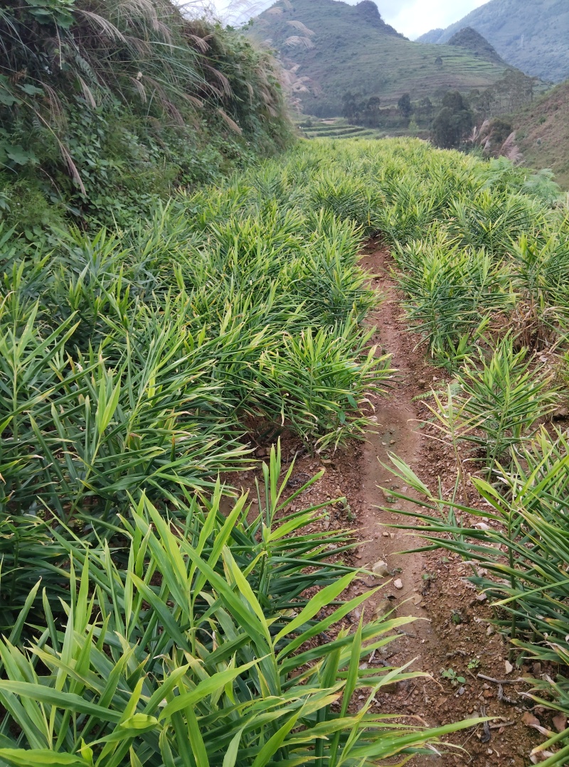 生姜湖南二号