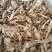 当归全归片无硫含量高。有各种规格量大从优。欢迎前来购买。