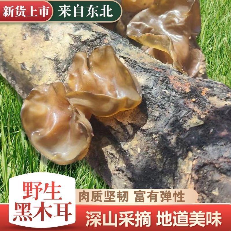 东北野生黑木耳***特级木耳黑龙江大兴安岭特产新货批发