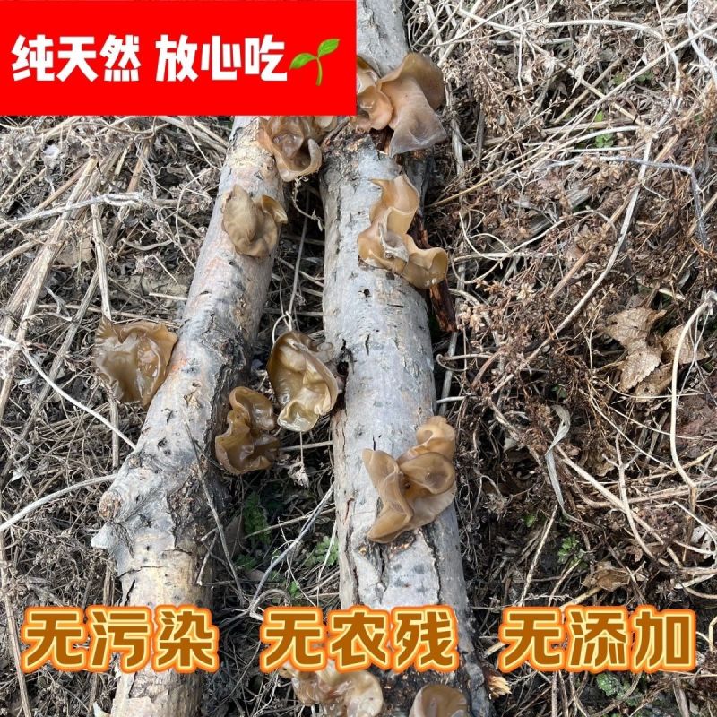 东北野生黑木耳***特级木耳黑龙江大兴安岭特产新货批发