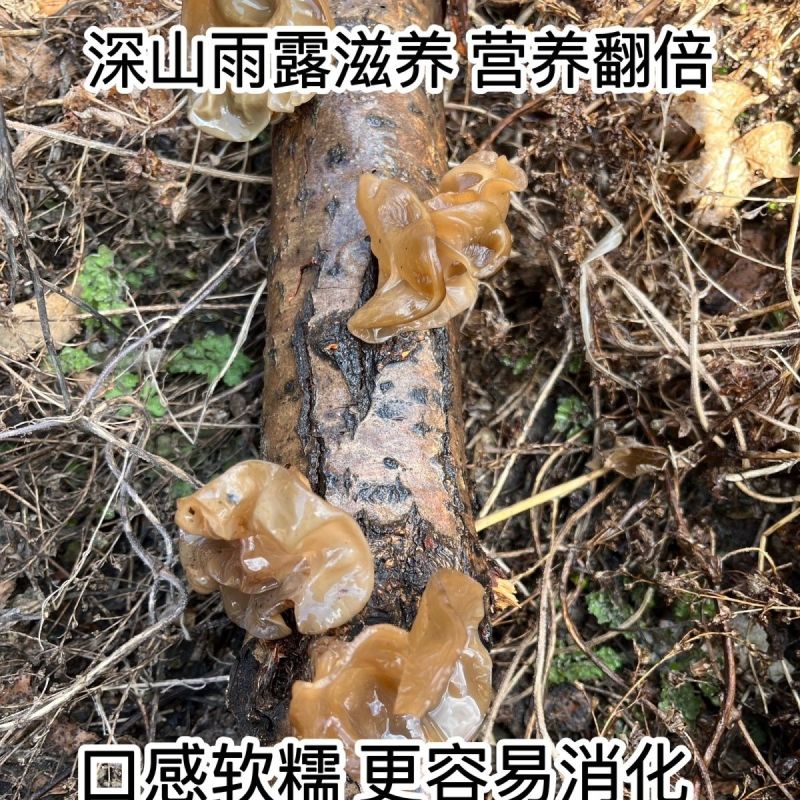 东北野生黑木耳***特级木耳黑龙江大兴安岭特产新货批发