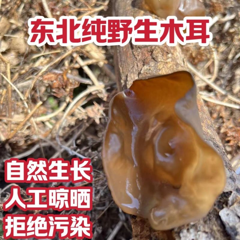 东北野生黑木耳***特级木耳黑龙江大兴安岭特产新货批发