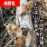东北野生黑木耳***特级木耳黑龙江大兴安岭特产新货批发