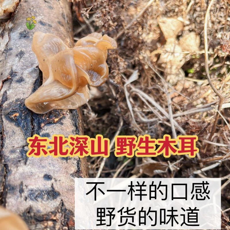 东北野生黑木耳***特级木耳黑龙江大兴安岭特产新货批发