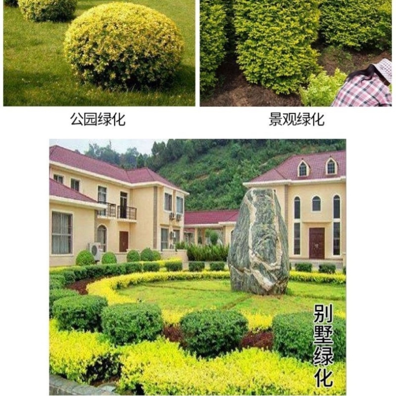 金叶女贞苗小叶女贞树苗庭院围墙道路绿化篱笆围栏耐寒