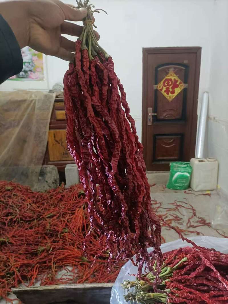 鸡肠辣椒干货大量现货