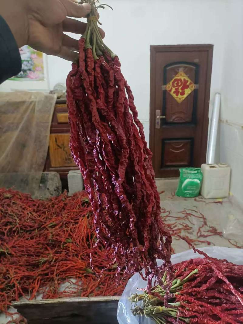 鸡肠辣椒干货大量现货
